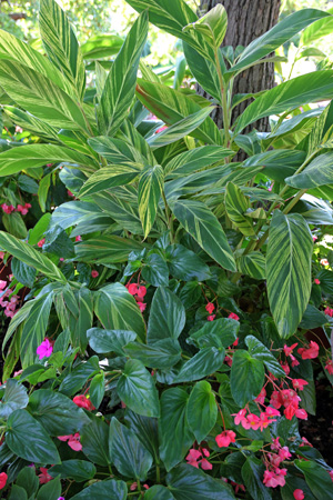 Vareigated shell ginger in a mixed planting.