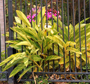 Variegated shell ginger is widely used as a tough landscape in mild climates.