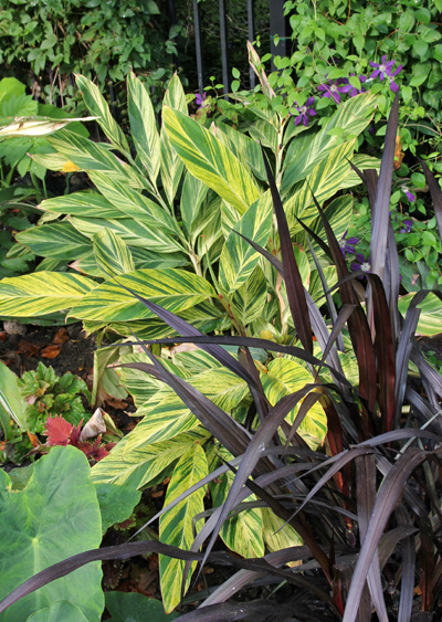 Combine variegated shell ginger with other plants with dark foliage for a dramatic effect.