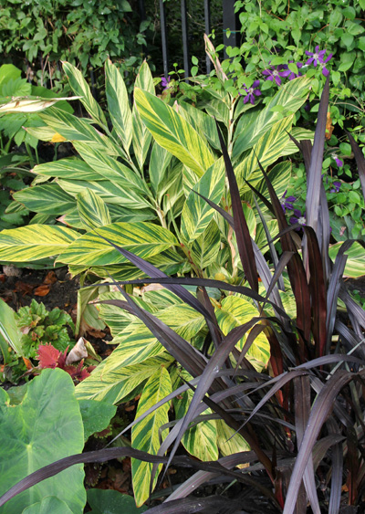 Combine el jengibre de concha abigarrado con otras plantas de follaje oscuro para conseguir un efecto espectacular.