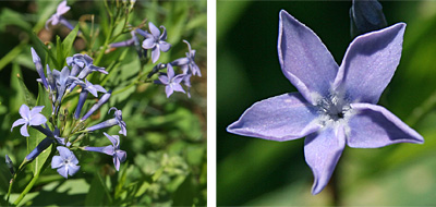 The blue, star-shaped flowers (R) are borne in terminal clusters (L).