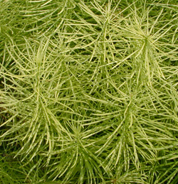The narrow, needle-like leaves create a ferny appearance.
