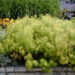 Arkansas Or Thread Leaf Blue Star Amsonia Hubrichtii Wisconsin Horticulture