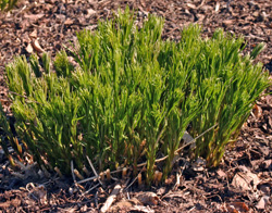 New shoots emerging in early spring.