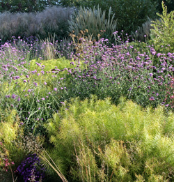 The fine texture of A. hubrichtii is a good contarst to many other plants.