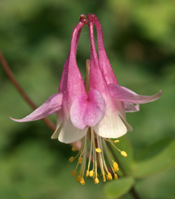 Aquilegia canadensis Pink Lanterns