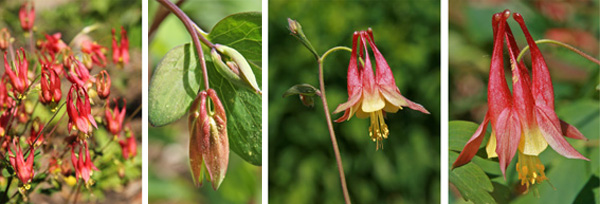 Eastern red columbine blooming (L), in bud (LC), flower (RC) and closeup (R).