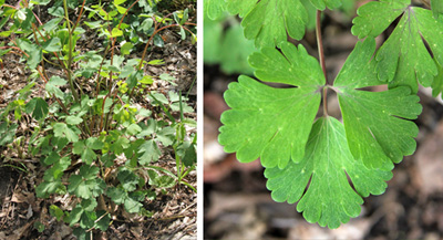 Basal foliage (L) and leaf (R).