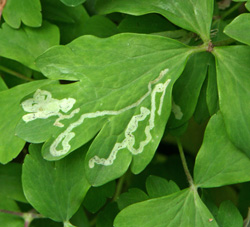 Leafminer is less common on this species than on other columbine species and hybrids.