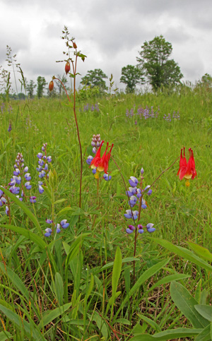Eastern red columbine and lupines in prairie at Necedah NWR.