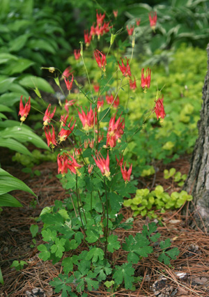 Eastern red columbine, Aqueligia canadensis in a garden.