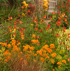 Eastern red columbine with orange wallflower and yellow iris at Sissinghurst, England.