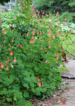 Eastern red columbine along a shady path.