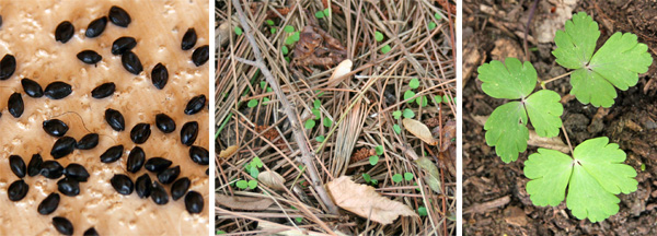 Eastern red columbine seeds (L), seedlings (C) and young plant (R).