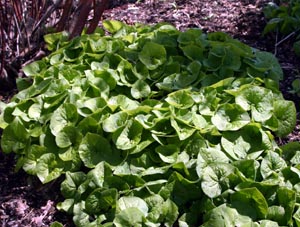 Wild ginger is bigger than European wild ginger.