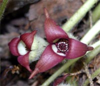 The flowers of wild ginger, Asarum canadense, are small, dark-colored and hidden by the foliage.