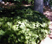 Wild ginger makes a good ground cover in shade.