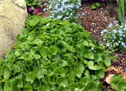 European wild ginger forms attractive clumps in shade gardens.