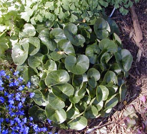 Asarum europeaum has attractive glossy leaves.