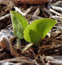 Leaf pairs emerging in early spring. 