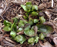 The leaves of European wild ginger sometimes remain evergreen through Wisconsin winters, but are often damaged.