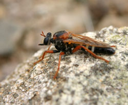 Robber fly, Chile.