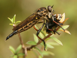 Robber fly with prey, New Zealand