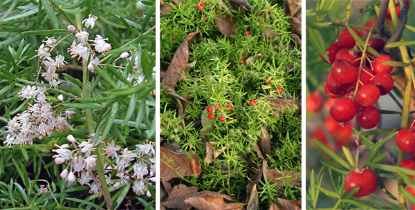 Asparagus Fern – Plumosa & Foxtail