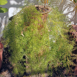 Asparagus Fern #Orchids  Asparagus fern, Plants, Ferns garden