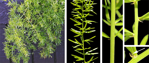 Asparagus Foxtail Fern Asparagus Densiflorus Meyeri Seeds