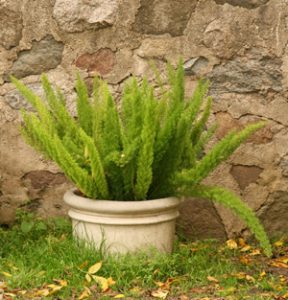 Meyeri asparagus fern in a container