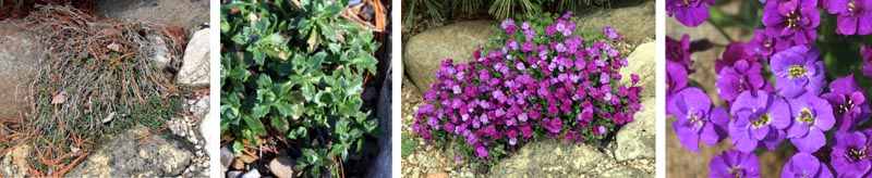 Aubretia deltoidea is good for cascading down a slope. The cultivar 'Purple Heart' has double purple flowers.