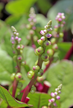 The inconspicuous white or pink flowers are produced on short spikes in the leaf axils.