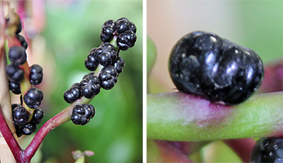 Flowers are quickly followed by purple to black fruits.