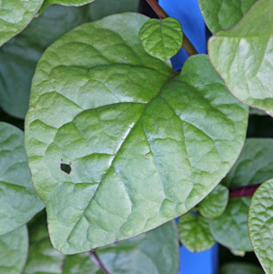 Basella alba has oval to heart-shaped leaves.