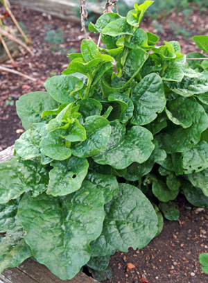 Malabar spinach is unrelated to true spinach, but grows in hot weather when true spinach does poorly.