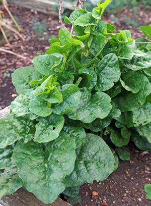 Malabar spinach Basella alba Wisconsin Horticulture