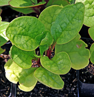 Young malabar spinach plant.