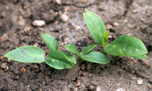 Malabar spinach seedlings.