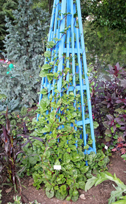 Malabar spinach is an attractive vine that can also be grown as an ornamental.