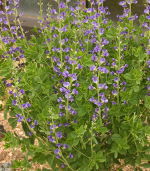 Flowers are a purplish-blue.