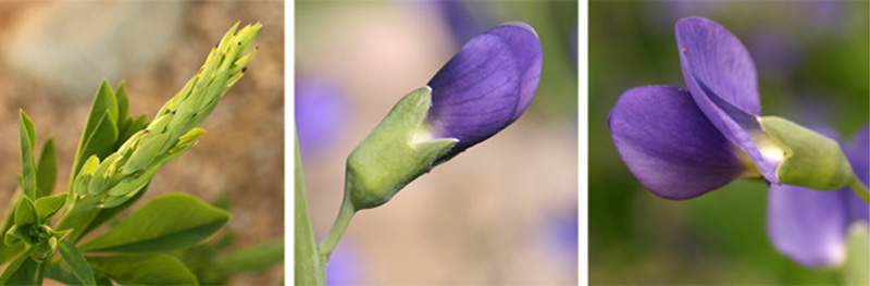 Flower buds emerge in late spring, with the individual, pea-like flowers opening up the spire.