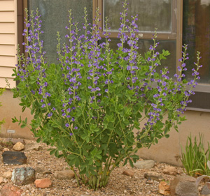 A specimen plant of blue false indigo in bloom.