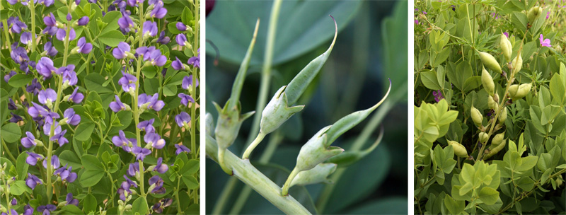 After the flowers fade, pods form if pollinated (C). The rounded, inflated pods (R) have ornamental interested if left on the plants.