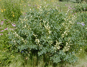 Blue false indigo in a prairie in summer.