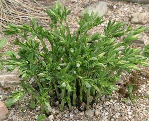 The shoots of B. australis emerging in spring.