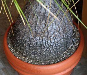 4/" plant Beaucarnea Recurvata elephant foot ponytail palm pachycaul base 4 pot