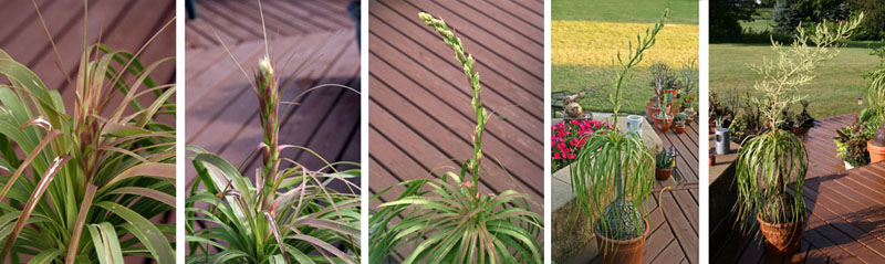 Bloom sequence of a potted ponytail palm.