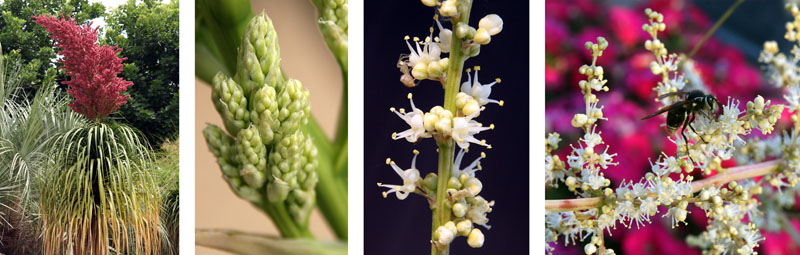 Ponytail palm inflorescence with pink flowers at San Diego Zoo (L); closeup of buds (LC) and male flowers (RC). The flowers are highly attractive to insect pollinators.