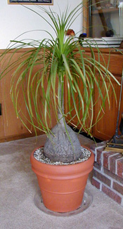 Ponytail palm makes a nice houseplant